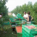 ящики для сбора фруктов