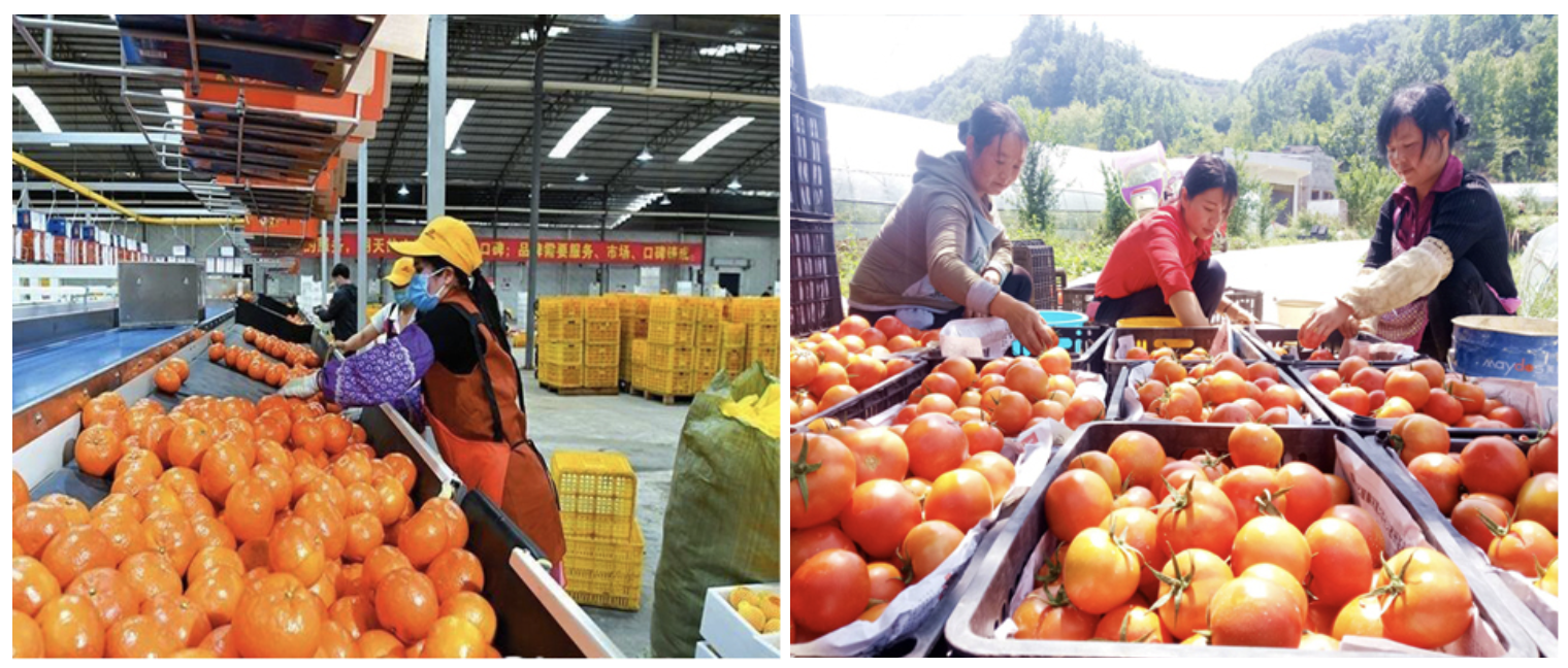 Folding vegetable crates,Foldable crates for groceries Factory Price‎